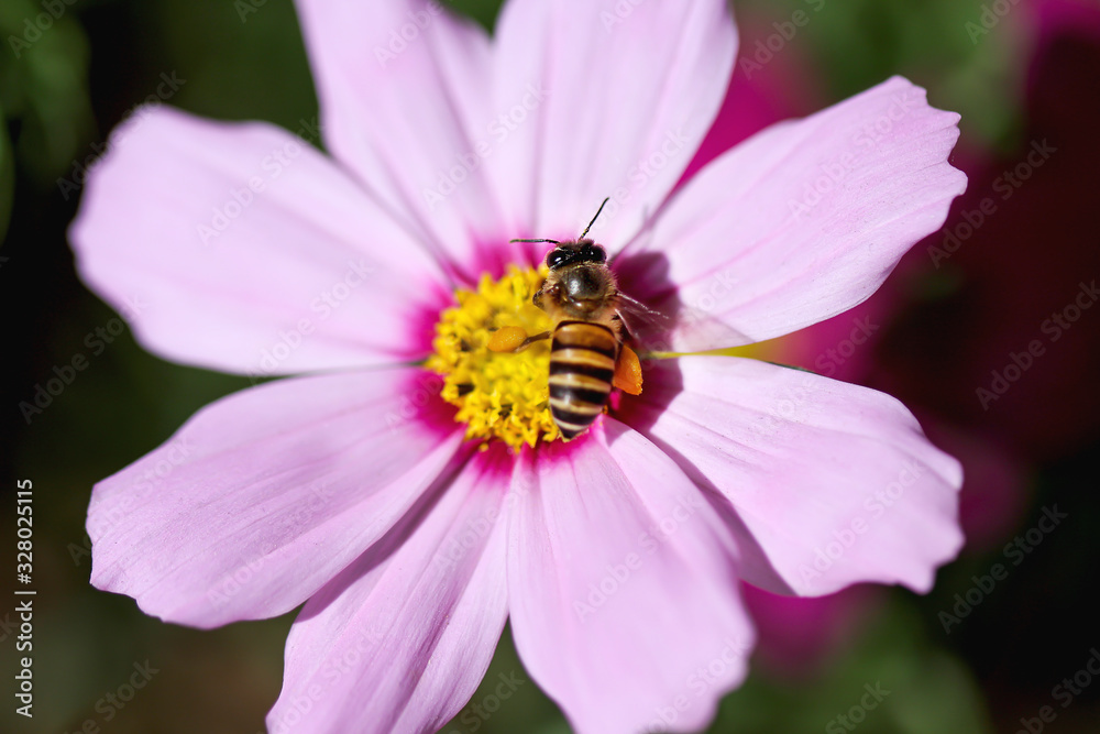 Single bee drinking nectar on pink mexican aster or cosmos bipinnatus flowers witn in nature garden outdoor background top view Single bee drinking nectar on pink mexican aster or cosmos bipinnatus flowers witn in nature garden outdoor background top view