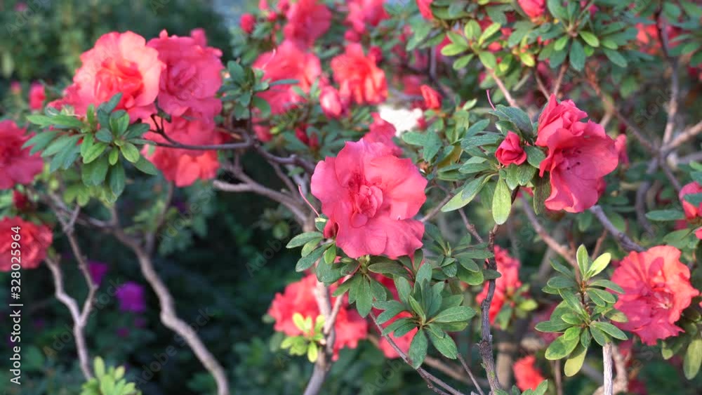 Blooming azaleas in the botanical garden, blossoming flowers on the bushes in greenhouse Blooming azaleas in the botanical garden, blossoming flowers on the bushes in greenhouse
