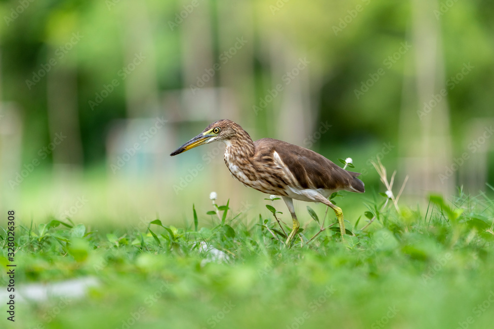 Chinese pond heron / Ardeola bacchus on the lawn in the park Chinese pond heron / Ardeola bacchus on the lawn in the park
