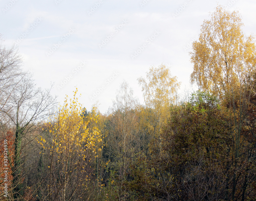 Fototapeta premium Autumn Forest