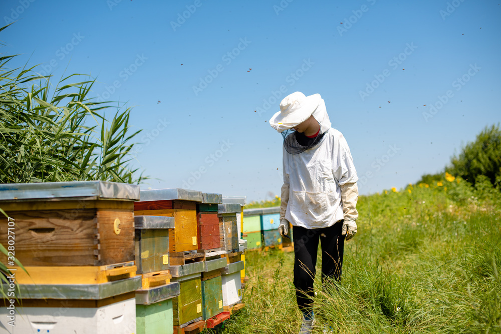 Beekeeper girl in inspection of her honey combs Beekeeper girl in inspection of her honey combs