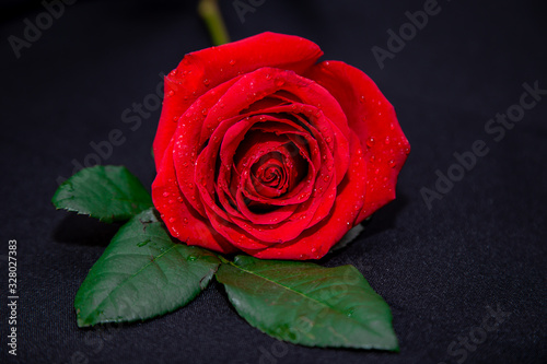 beautiful red rose on a black background with water drops. postcard. place for text. macro shooting