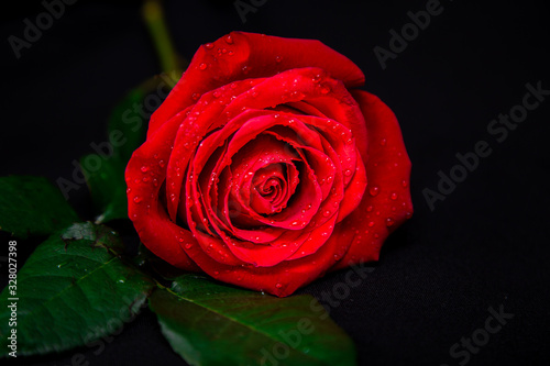 Fototapeta Naklejka Na Ścianę i Meble -  beautiful red rose on black isolated background
