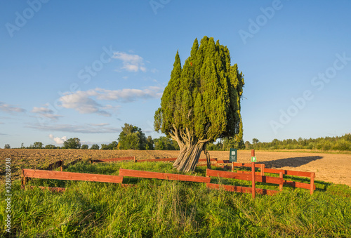 Famous juniper tree - Rietekla kadikis - in Latvia, one of largest juniper trees in Europe photo