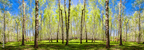 Spring trees with young green foliage in deciduous forest to look in the warm sunny day. Seasonal landscape. The sun's rays make their way through the leaves of trees. Panoramic banner.
