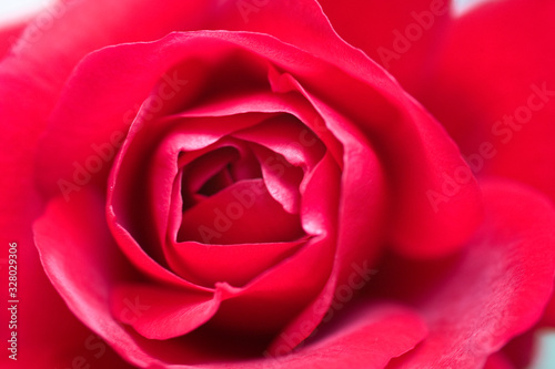 red background with rose flower petals in close-up