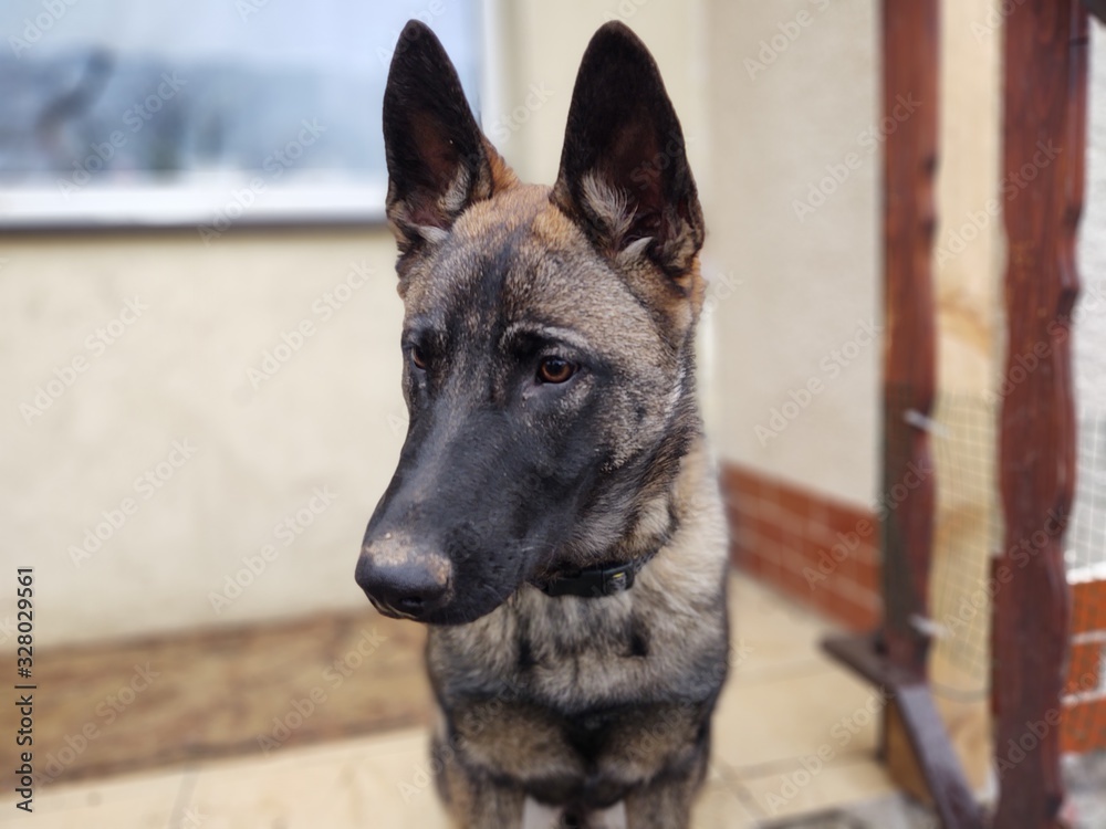 German shepherd dog young puppy eating the bone, meat or granula. Slovakia