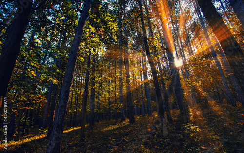 sun rays in autumn forest 