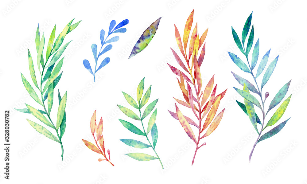 Stems and leaves for design or creativity. Set of plant elements on a white background, watercolor illustration. Laurel branch. Stems and leaves for design or creativity. Set of plant elements on a white background, watercolor illustration. Laurel branch.