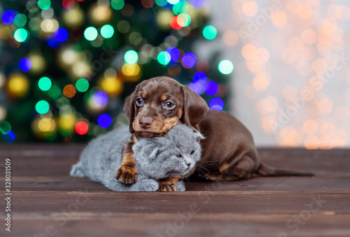 Dachshund puppy and gray baby kitten sit together and look at camera.