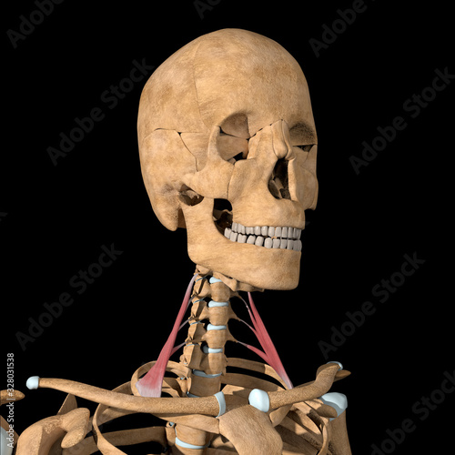 Photography 3d Illustration of the Scalene Anterior Muscles on Skeleton