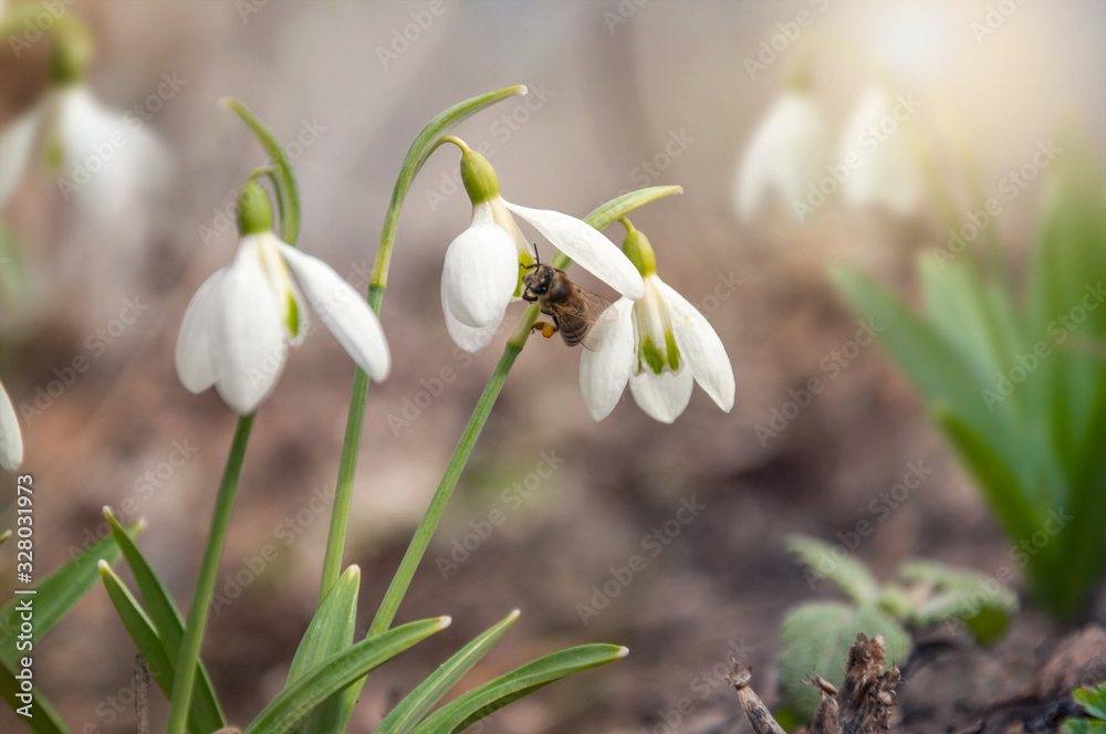 The first honey bee collects nectar from snowdrops in a spring forest. The first white spring flowers in the wild. Closeup of a beautiful blooming galanthus. The first honey bee collects nectar from snowdrops in a spring forest. The first white spring flowers in the wild. Closeup of a beautiful blooming galanthus.