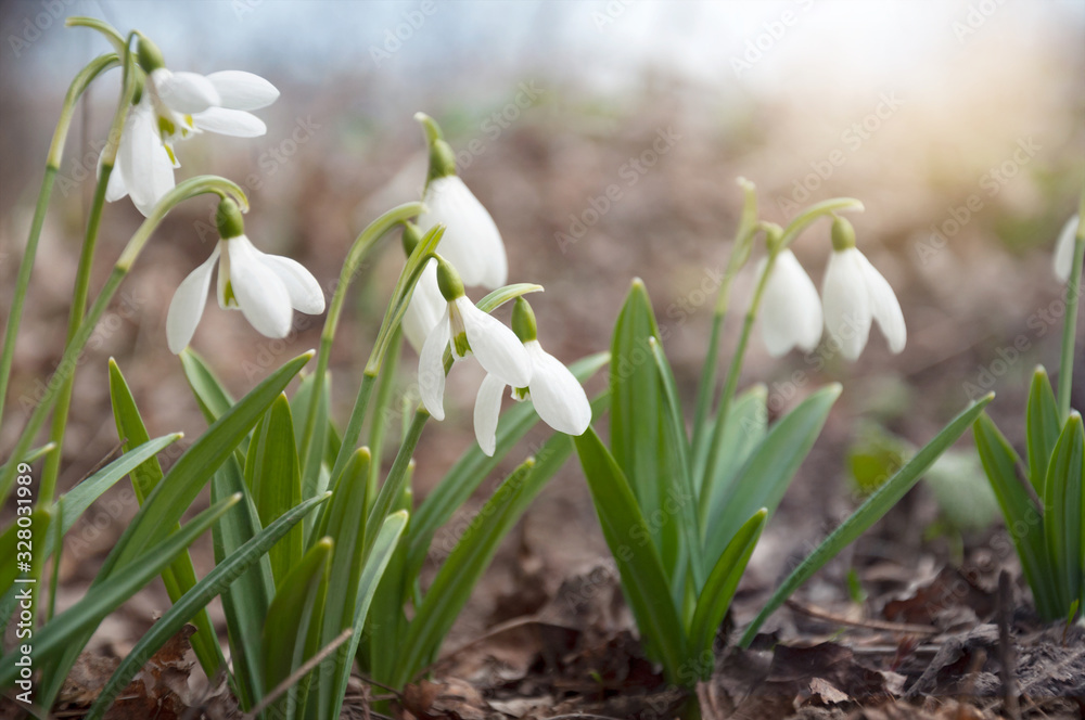Delicate snowdrops in the spring forest. The first spring flowers in the wild. Closeup of a beautiful white blooming galanthus. Delicate snowdrops in the spring forest. The first spring flowers in the wild. Closeup of a beautiful white blooming galanthus.