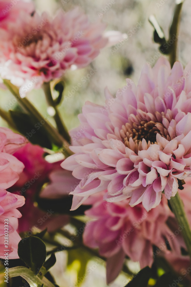 Pink dahlia flowers retro look background