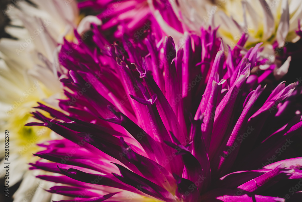 Purple and white dahlia flowers retro look background Purple and white dahlia flowers retro look background