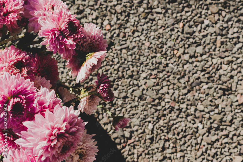 Pink dahlia flowers retro look background with pabble background Stock