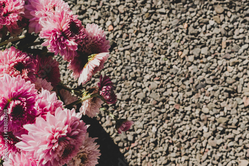 Pink dahlia flowers retro look background with pabble background photo