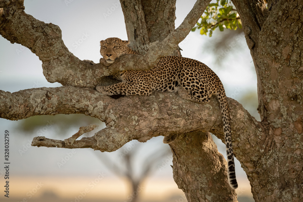 Male leopard lying in tree resting chin Male leopard lying in tree resting chin