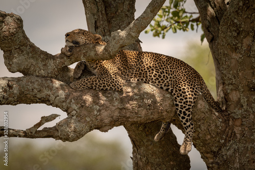 Male leopard sleeps on branch in sunshine