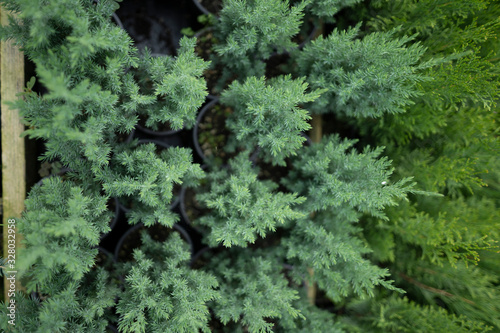 Set of plants for decorating the garden. Cypress seedlings in small pots