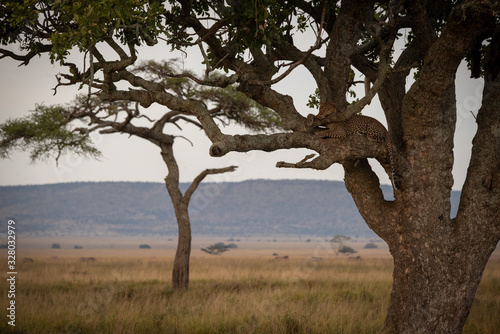 Male leopard sleeps with head on branch © Nick Dale