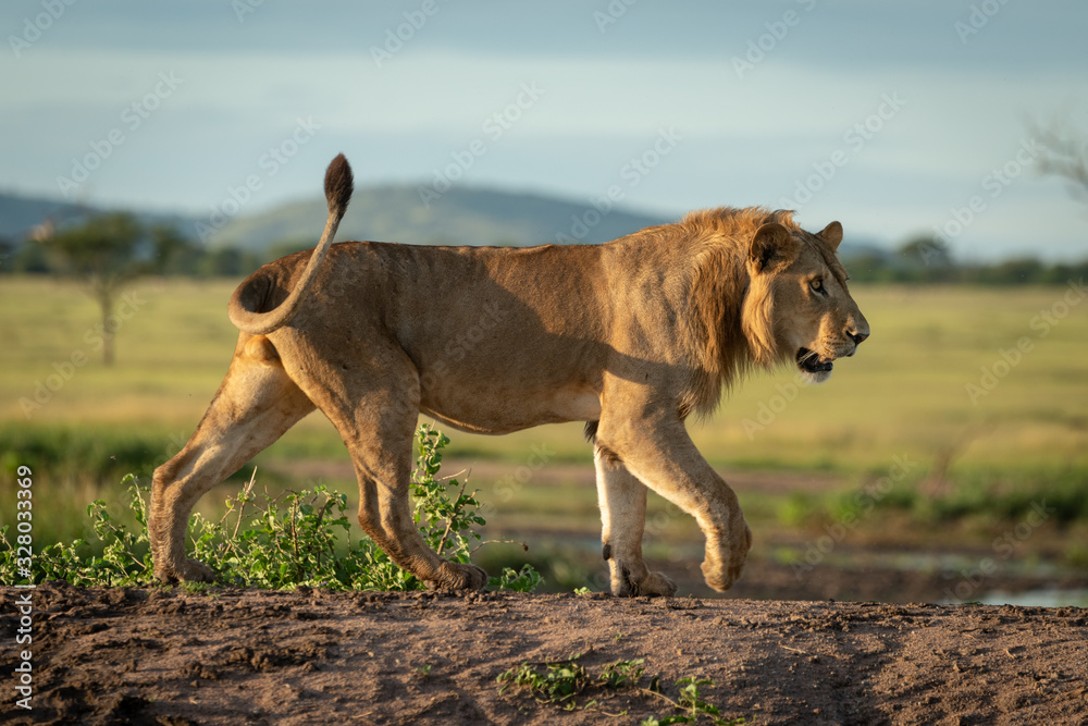 Male lion crossing dirt mound in profile Male lion crossing dirt mound in profile