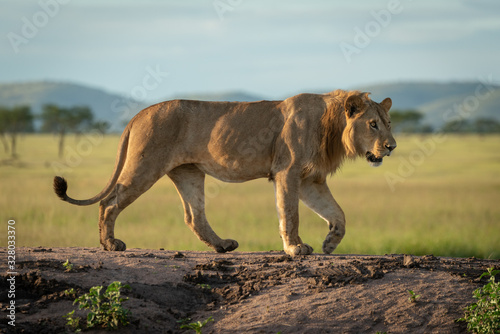 Photography Male lion crosses dirt mound in sunshine