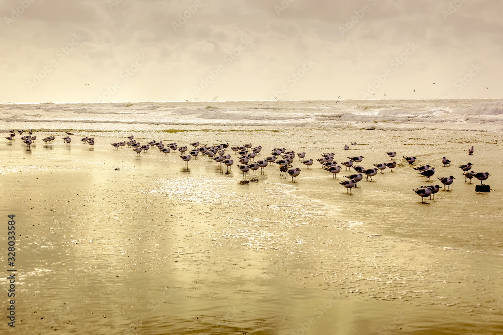 Eine Gruppe Möwen spiegeln sich im feuchten, goldenen Sandstrand. Das wellenbewegte Meer ist im Hintergrund Eine Gruppe Möwen spiegeln sich im feuchten, goldenen Sandstrand. Das wellenbewegte Meer ist im Hintergrund