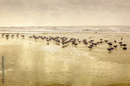 Eine Gruppe Möwen spiegeln sich im feuchten, goldenen Sandstrand. Das wellenbewegte Meer ist im Hintergrund