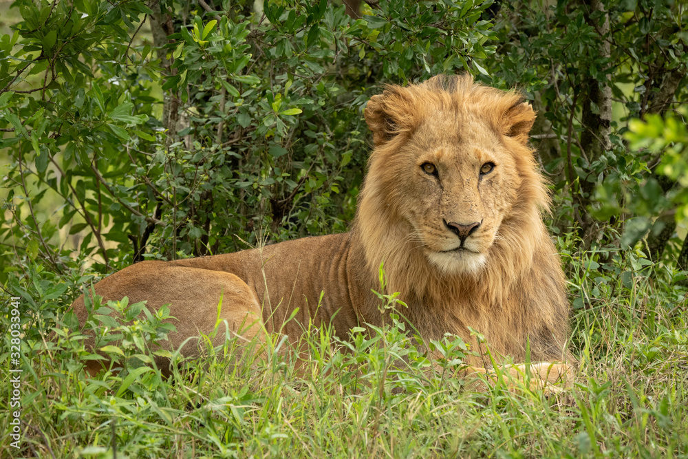 Male lion lies in bushes eyeing camera Male lion lies in bushes eyeing camera