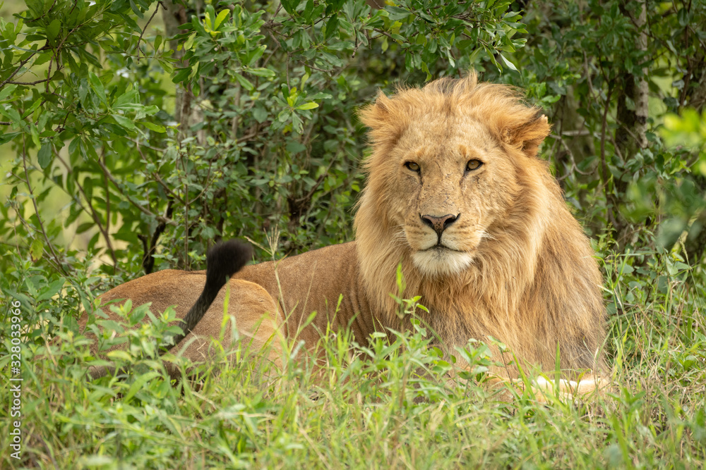 Male lion lies in bushes flicking tail Male lion lies in bushes flicking tail