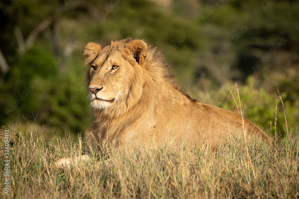 Male lion lies in grass facing left
