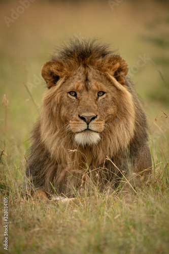 Male lion lies in grass facing camera