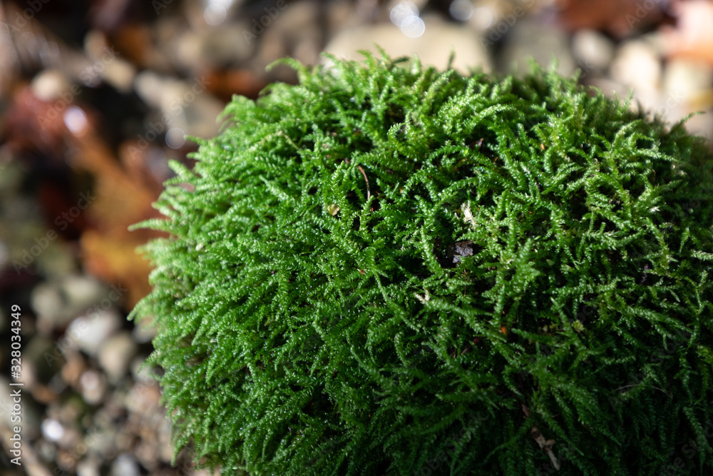 mousse de foret en gros plan mousse de foret en gros plan