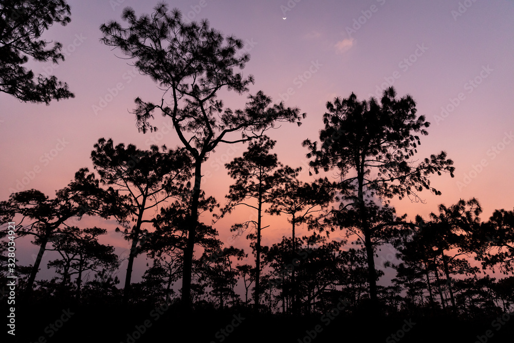 Silhouetted pine trees with twilight sky.