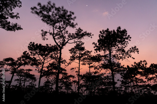 Silhouetted pine trees with twilight sky.