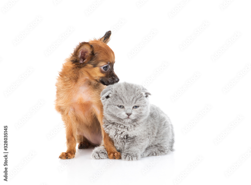 The red-haired toy terrier puppy looks at the kitten with a gray British kitten. Isolated on a white background