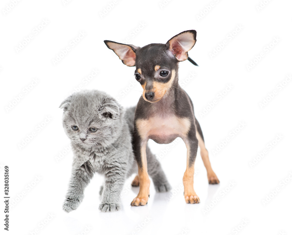 puppy and kitten isolated on white