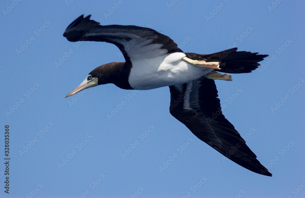seagulls in flight over the sea against the sky seagulls in flight over the sea against the sky