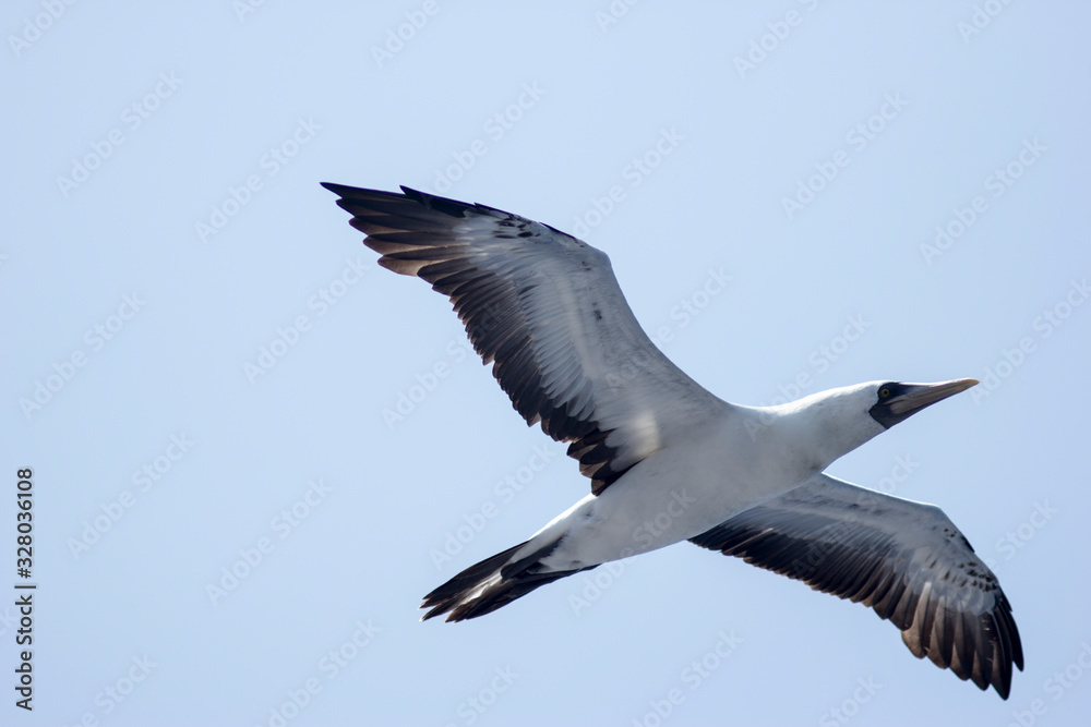 seagulls in flight over the sea against the sky