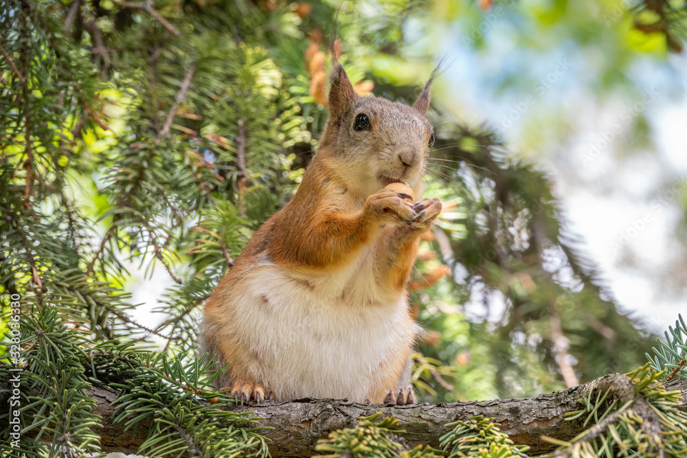 Squirrel with nut stands on its hind legs on green spruce branches Squirrel with nut stands on its hind legs on green spruce branches