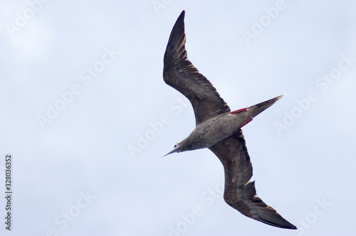 seagulls in flight over the sea against the sky