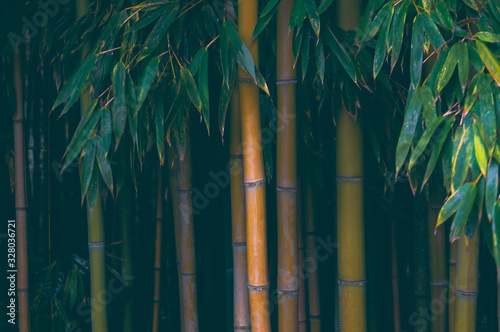 Fotografija Thicket of bamboo