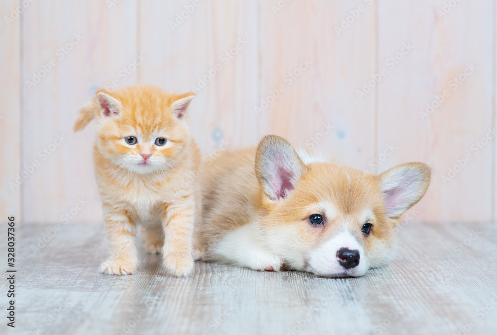 Pembroke welsh corgi puppy sleeps near tiny kitten. Pembroke welsh corgi puppy sleeps near tiny kitten.