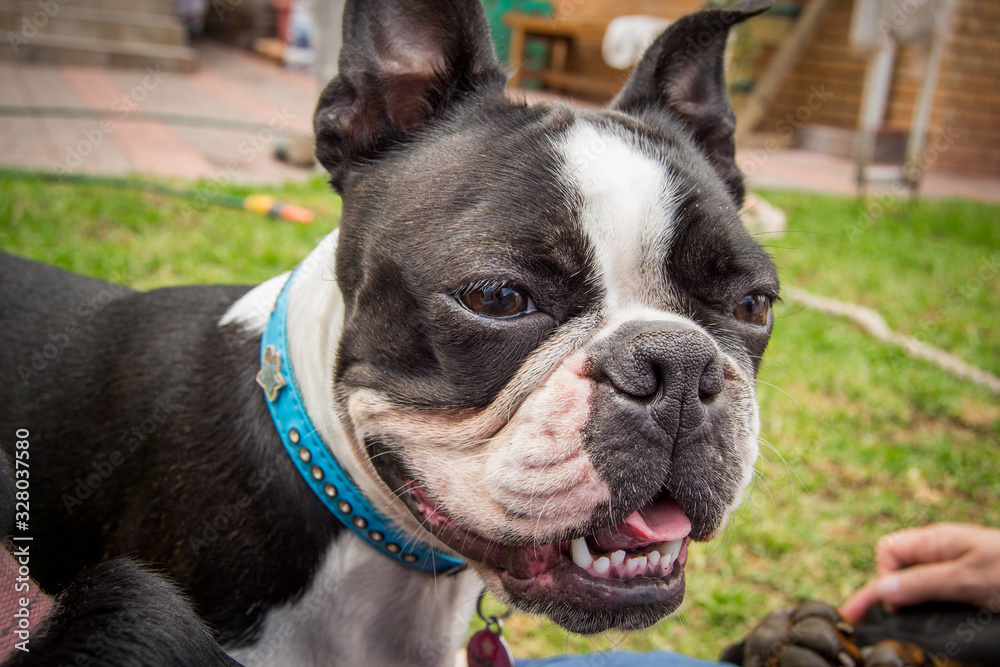Boston Terrier face (4)