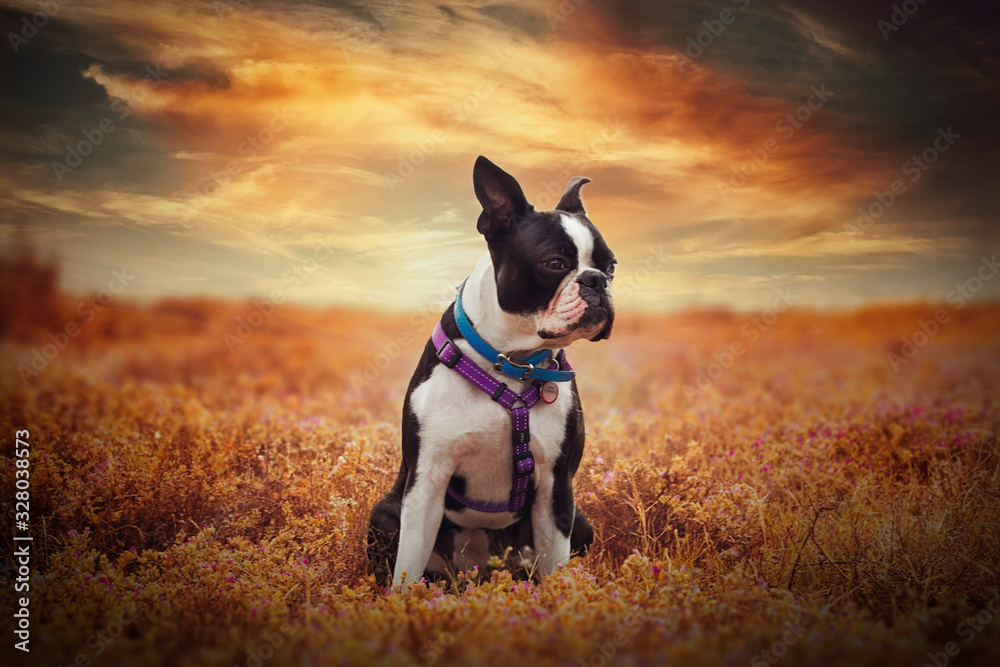 Boston Terrier in field