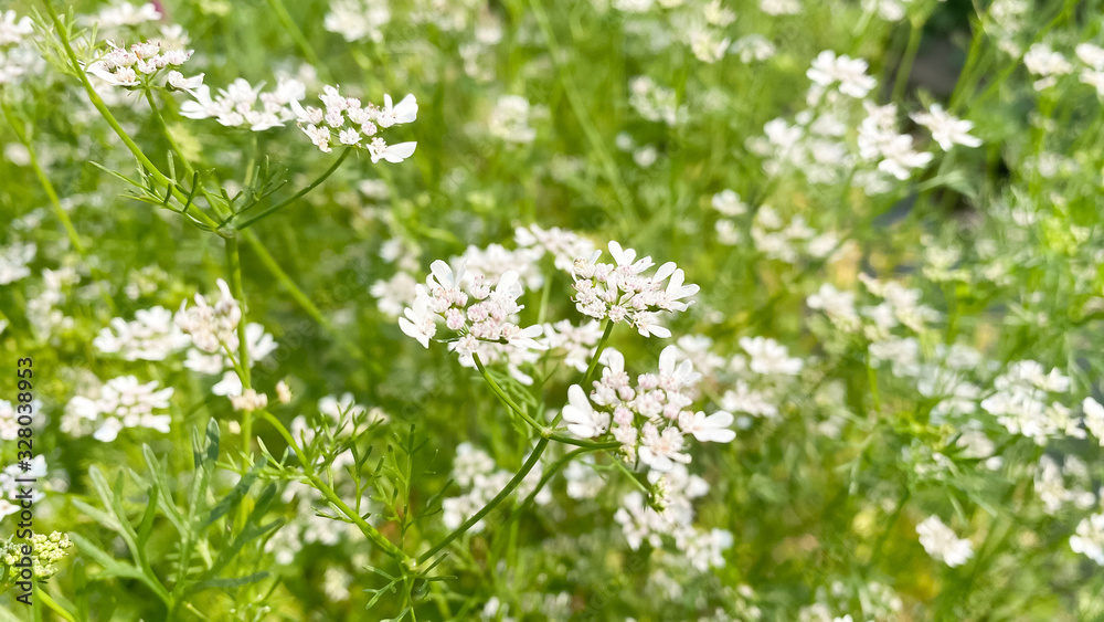 Beautiful coriander flowers, white flowers with blur background. Beautiful coriander flowers, white flowers with blur background.