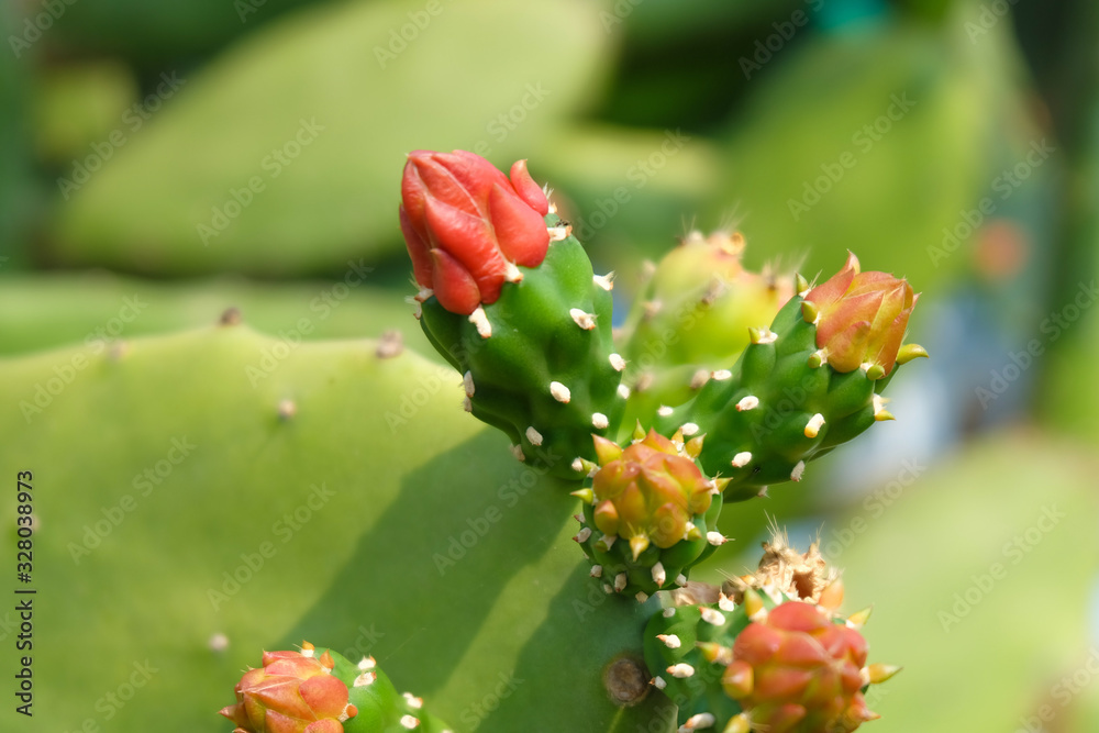 red flower in the garden. Close up cactus flowers with green blur background. red flower in the garden. Close up cactus flowers with green blur background.