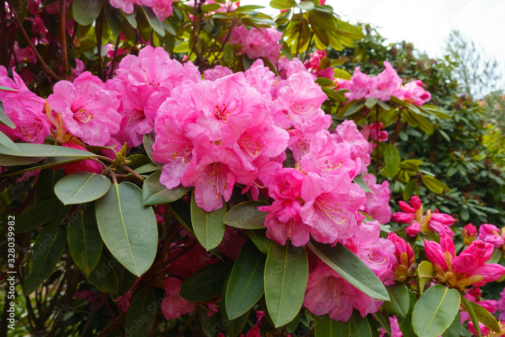 Close-up of beautiful blooming pink rhododendron or azalea flowers