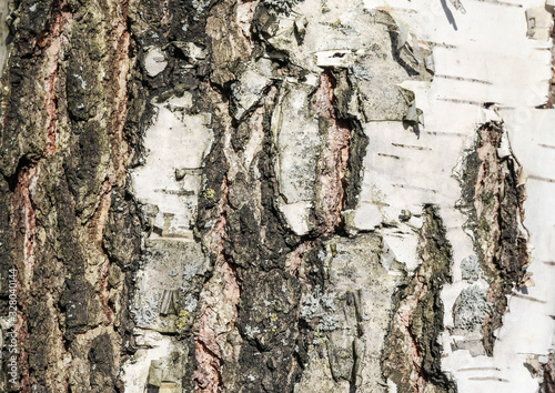 Fragment of an old tree trunk.  The texture of the birch bark